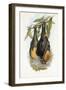 Grey-Headed Flying Fox-John Gould-Framed Giclee Print