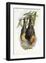 Grey-Headed Flying Fox-John Gould-Framed Giclee Print