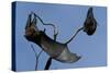 Grey Headed Flying Foxes on Branch-W. Perry Conway-Stretched Canvas