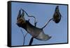 Grey Headed Flying Foxes on Branch-W. Perry Conway-Framed Stretched Canvas