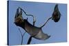 Grey Headed Flying Foxes on Branch-W. Perry Conway-Stretched Canvas