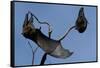 Grey Headed Flying Foxes on Branch-W. Perry Conway-Framed Stretched Canvas