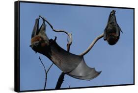 Grey Headed Flying Foxes on Branch-W. Perry Conway-Framed Stretched Canvas