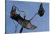 Grey Headed Flying Foxes on Branch-W. Perry Conway-Stretched Canvas