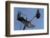 Grey Headed Flying Foxes on Branch-W. Perry Conway-Framed Photographic Print