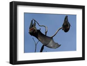 Grey Headed Flying Foxes on Branch-W. Perry Conway-Framed Photographic Print