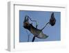 Grey Headed Flying Foxes on Branch-W. Perry Conway-Framed Photographic Print