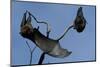 Grey Headed Flying Foxes on Branch-W. Perry Conway-Mounted Photographic Print