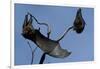 Grey Headed Flying Foxes on Branch-W. Perry Conway-Framed Photographic Print