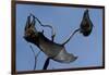 Grey Headed Flying Foxes on Branch-W. Perry Conway-Framed Photographic Print