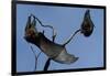 Grey Headed Flying Foxes on Branch-W. Perry Conway-Framed Photographic Print