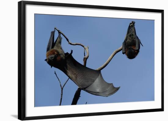 Grey Headed Flying Foxes on Branch-W. Perry Conway-Framed Photographic Print