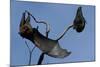 Grey Headed Flying Foxes on Branch-W. Perry Conway-Mounted Photographic Print