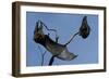 Grey Headed Flying Foxes on Branch-W. Perry Conway-Framed Photographic Print