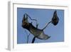 Grey Headed Flying Foxes on Branch-W. Perry Conway-Framed Photographic Print