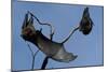 Grey Headed Flying Foxes on Branch-W. Perry Conway-Mounted Photographic Print