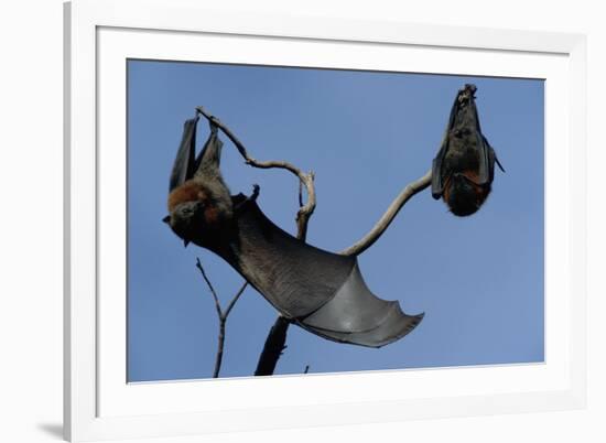 Grey Headed Flying Foxes on Branch-W. Perry Conway-Framed Photographic Print