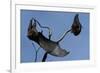 Grey Headed Flying Foxes on Branch-W. Perry Conway-Framed Photographic Print