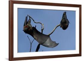 Grey Headed Flying Foxes on Branch-W. Perry Conway-Framed Photographic Print