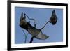 Grey Headed Flying Foxes on Branch-W. Perry Conway-Framed Photographic Print