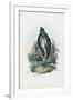 Grey Heron, 1863-79-Raimundo Petraroja-Framed Giclee Print