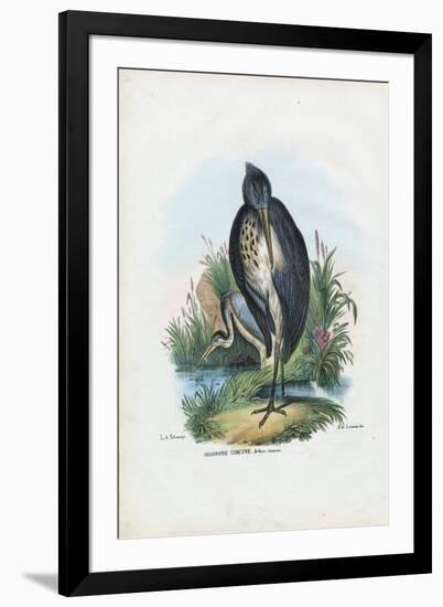 Grey Heron, 1863-79-Raimundo Petraroja-Framed Giclee Print