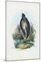 Grey Heron, 1863-79-Raimundo Petraroja-Mounted Giclee Print