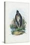 Grey Heron, 1863-79-Raimundo Petraroja-Stretched Canvas