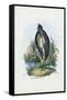 Grey Heron, 1863-79-Raimundo Petraroja-Framed Stretched Canvas