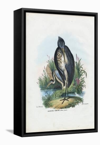 Grey Heron, 1863-79-Raimundo Petraroja-Framed Stretched Canvas