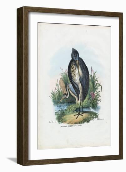 Grey Heron, 1863-79-Raimundo Petraroja-Framed Giclee Print