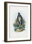 Grey Heron, 1863-79-Raimundo Petraroja-Framed Giclee Print