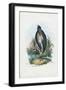 Grey Heron, 1863-79-Raimundo Petraroja-Framed Giclee Print