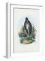 Grey Heron, 1863-79-Raimundo Petraroja-Framed Giclee Print