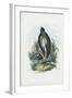 Grey Heron, 1863-79-Raimundo Petraroja-Framed Giclee Print