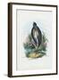 Grey Heron, 1863-79-Raimundo Petraroja-Framed Giclee Print