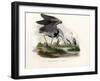 Grey Heron, 1864-null-Framed Giclee Print