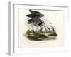 Grey Heron, 1864-null-Framed Giclee Print