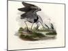 Grey Heron, 1864-null-Mounted Giclee Print