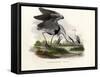 Grey Heron, 1864-null-Framed Stretched Canvas