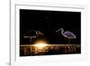 Grey heron and Great white egret, Hungary-Bence Mate-Framed Photographic Print