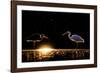 Grey heron and Great white egret, Hungary-Bence Mate-Framed Photographic Print