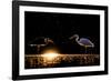 Grey heron and Great white egret, Hungary-Bence Mate-Framed Photographic Print