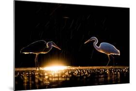 Grey heron and Great white egret, Hungary-Bence Mate-Mounted Photographic Print