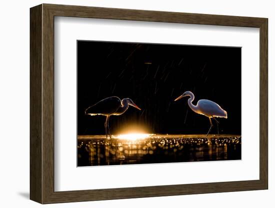 Grey heron and Great white egret, Hungary-Bence Mate-Framed Photographic Print