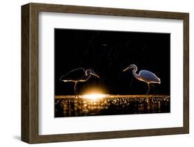 Grey heron and Great white egret, Hungary-Bence Mate-Framed Photographic Print