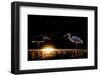 Grey heron and Great white egret, Hungary-Bence Mate-Framed Photographic Print