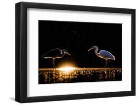 Grey heron and Great white egret, Hungary-Bence Mate-Framed Photographic Print