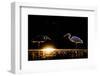 Grey heron and Great white egret, Hungary-Bence Mate-Framed Photographic Print