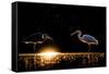 Grey heron and Great white egret, Hungary-Bence Mate-Framed Stretched Canvas